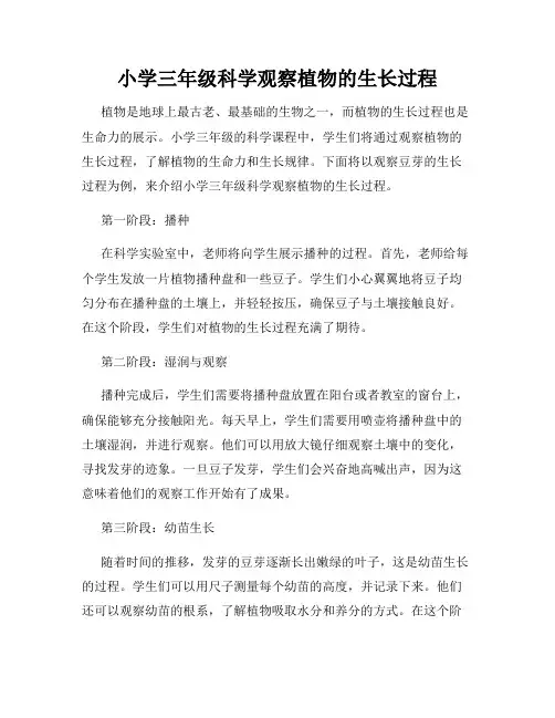 小学三年级科学观察植物的生长过程