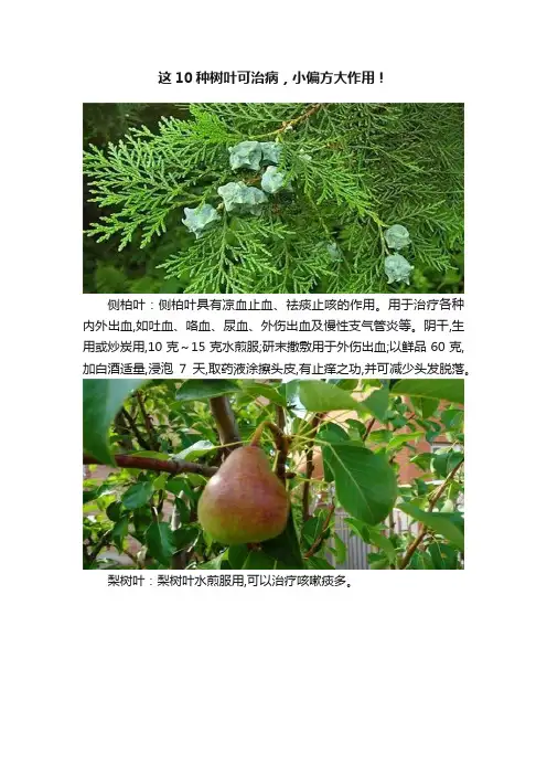 这10种树叶可治病，小偏方大作用！