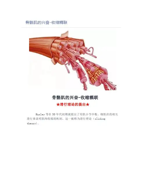 骨骼肌的兴奋-收缩耦联