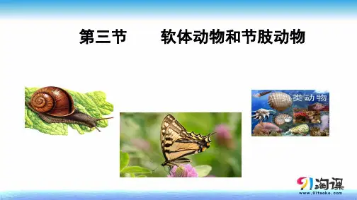 课件4：5.1.3软体动物节肢动物