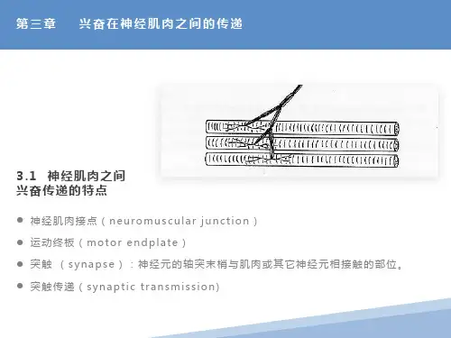 动物生理学课件第三章