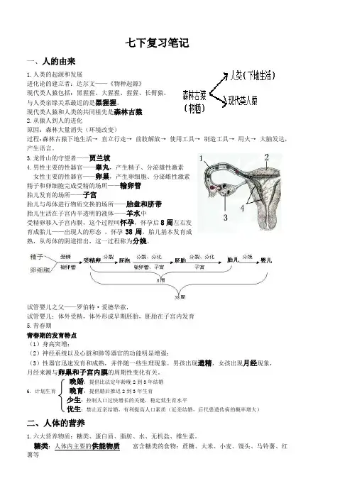 七年级下册生物期末复习笔记