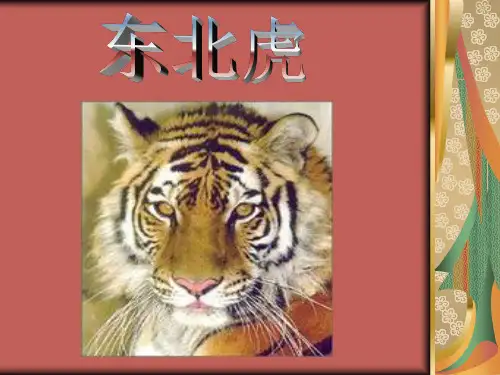 东北虎