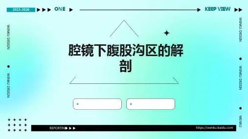 腔镜下腹股沟区的解剖