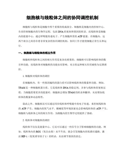 细胞核与线粒体之间的协同调控机制