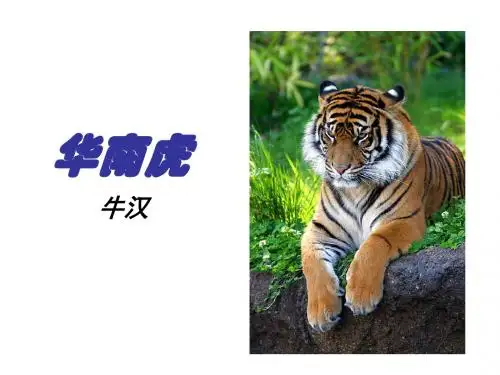 《华南虎》ppt课件