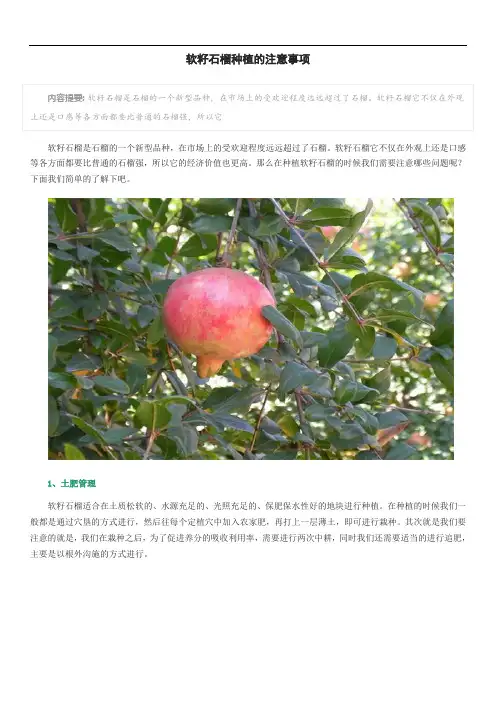 软籽石榴种植的注意事项
