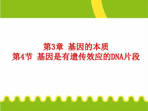 3.4--基因是有遗传效应的DNA片段
