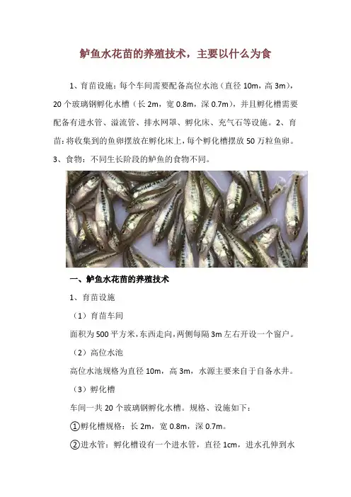 鲈鱼水花苗的养殖技术,主要以什么为食