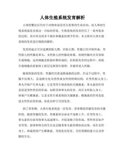 人体生殖系统发育解析