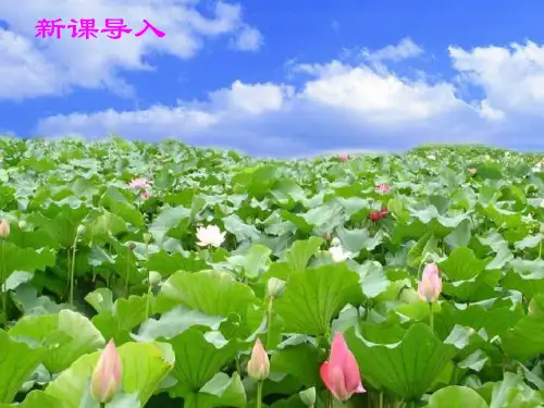 部编版语文一年级下册-课文(四)-课件-13 荷叶圆圆32