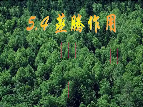 北师大版生物七年级上册3.5.4《蒸腾作用》课件(共17张PPT)
