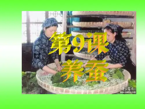 粤教版科学五下第9课《养蚕》课件