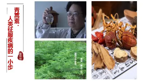 《青蒿素：人类征服疾病的一小步》ppt课件
