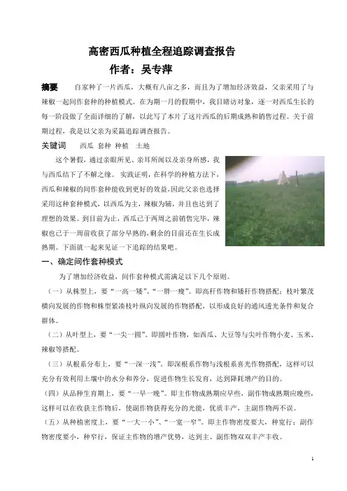 高密西瓜种植全程追踪调查报告