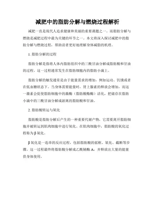 减肥中的脂肪分解与燃烧过程解析