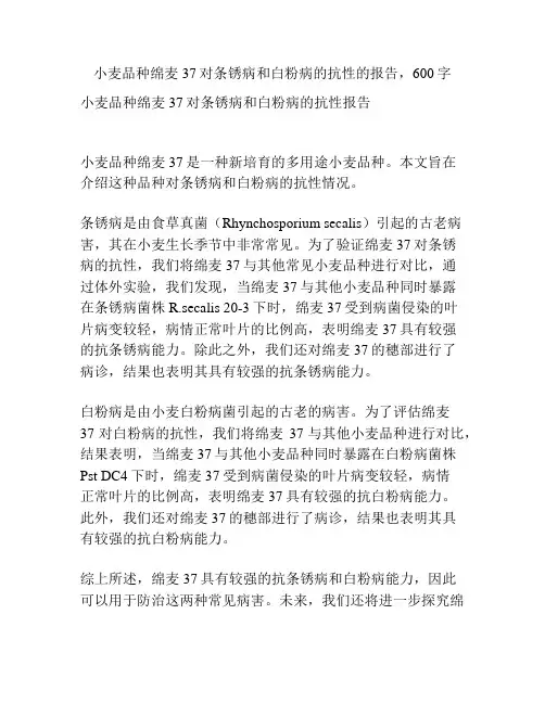 小麦品种绵麦37对条锈病和白粉病的抗性