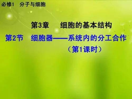 高中生物《第三章 第二节 细胞器 系统内的分工合作》课件3 新人教版必修1