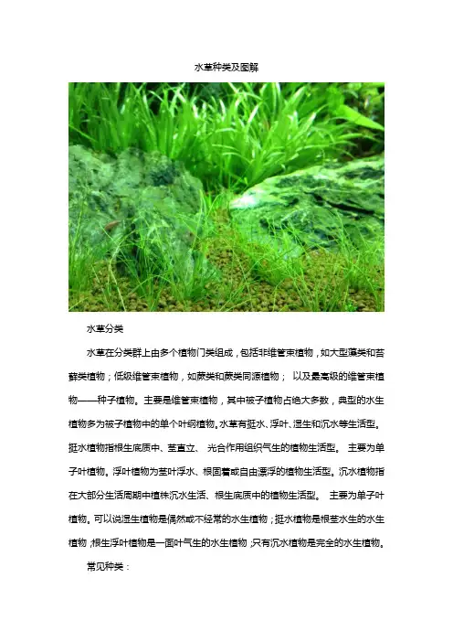 水草种类及图解