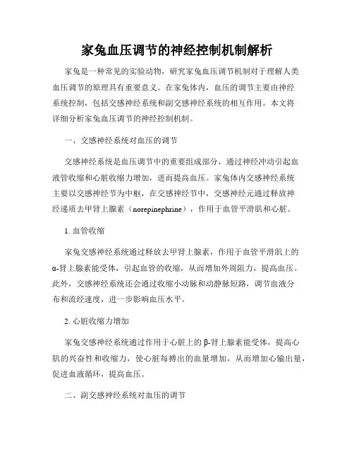 家兔血压调节的神经控制机制解析