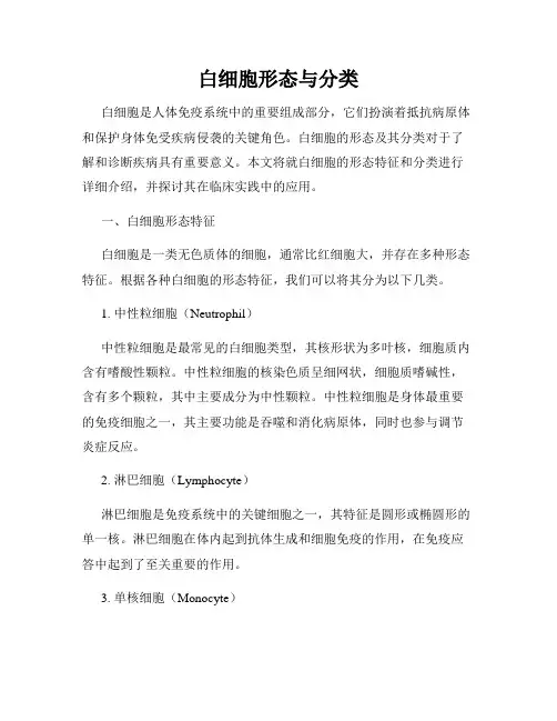 白细胞形态与分类