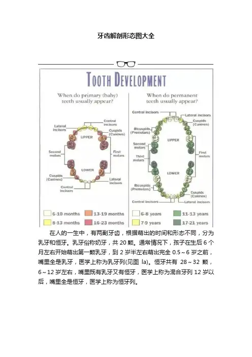 牙齿解剖形态图大全