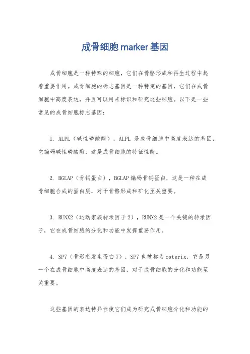 成骨细胞marker基因