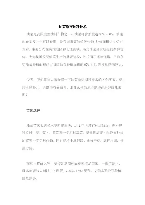 油菜杂交制种技术