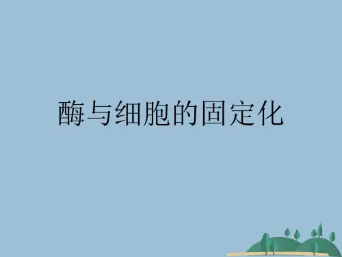 酶与细胞的固定化