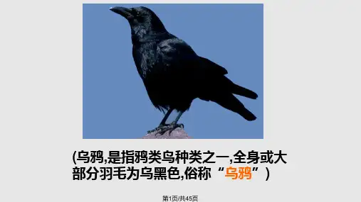 19乌鸦喝水优秀课件PPT教学课件