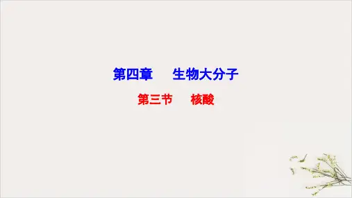 人教教材《核酸》精品课件1