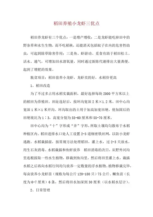 稻田养殖小龙虾三优点