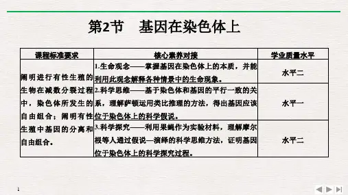 新教材人教版生物必修第二册课件基因在染色体上