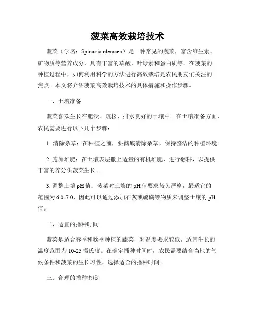 菠菜高效栽培技术