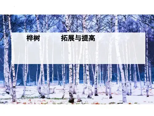 新部编版语文四年级下册《白桦》ppt教学课件