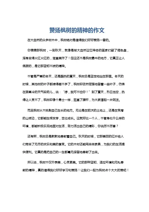 赞扬枫树的精神的作文