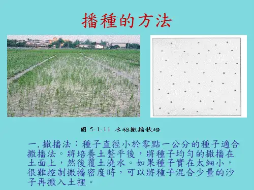 播种的方法(分析“种子”文档)共9张PPT