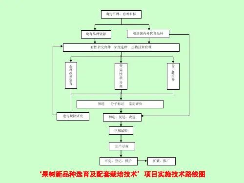 苹果育种技术路线
