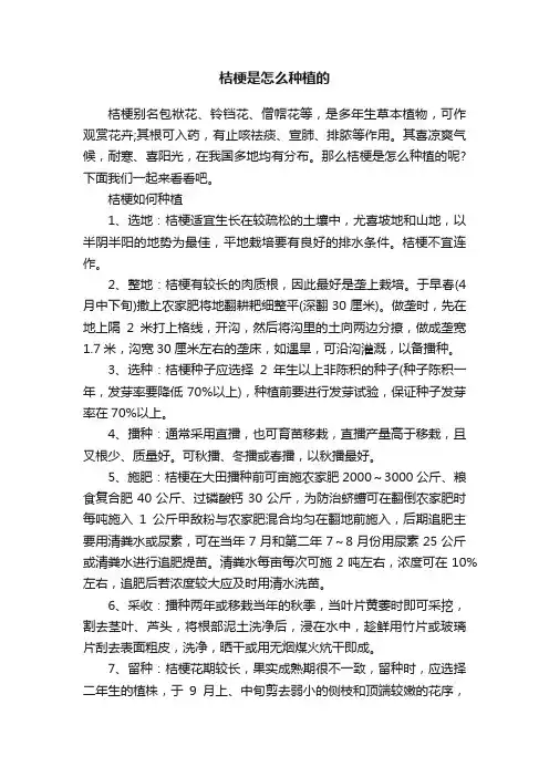 桔梗是怎么种植的