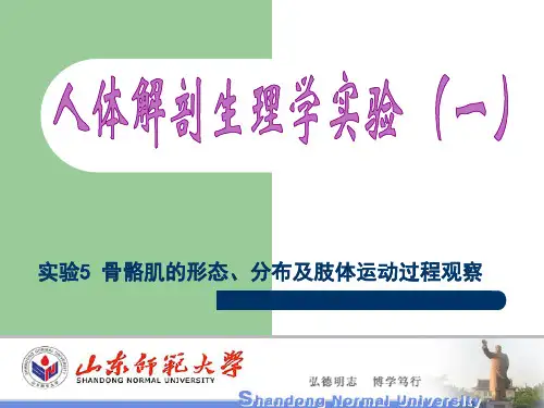 实验5骨骼肌的形态、分布观察及肢体运动过程观察