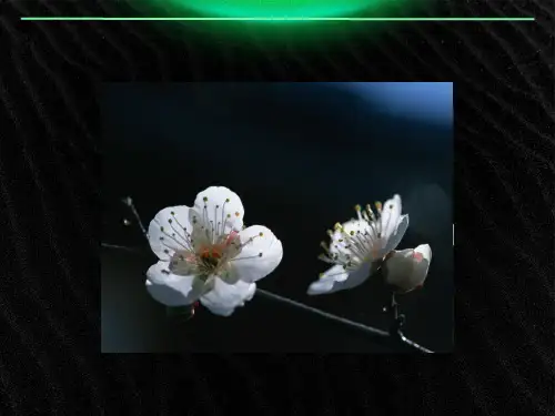 人教版五年上册6《梅花魂》精美版