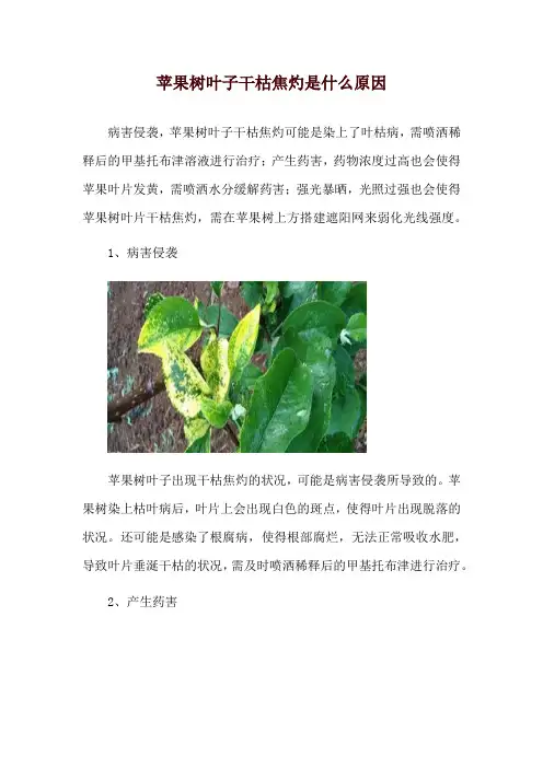 苹果树叶子干枯焦灼是什么原因