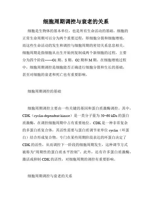 细胞周期调控与衰老的关系