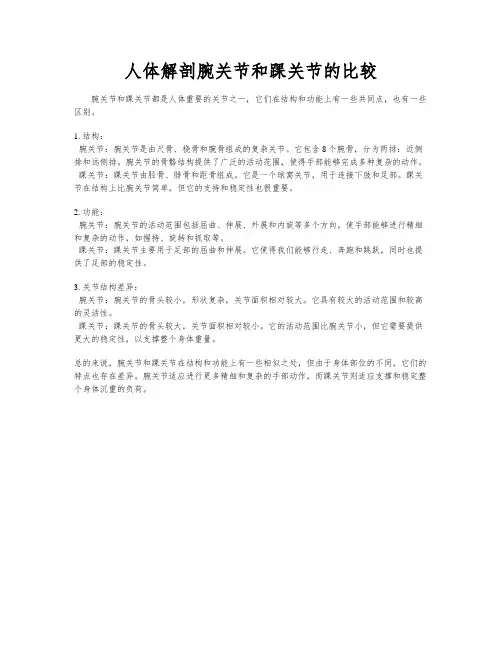 人体解剖腕关节和踝关节的比较