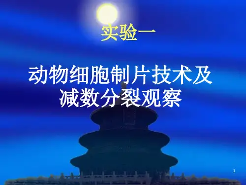 遗传实验：减数分裂