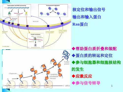 【细胞生物学】细胞分裂和周期