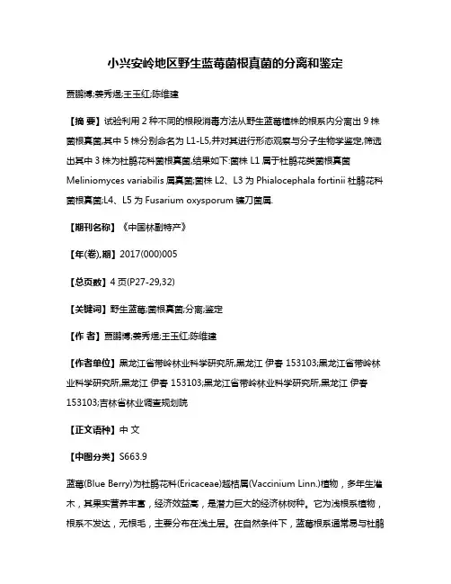 小兴安岭地区野生蓝莓菌根真菌的分离和鉴定