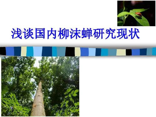 柳沫蝉