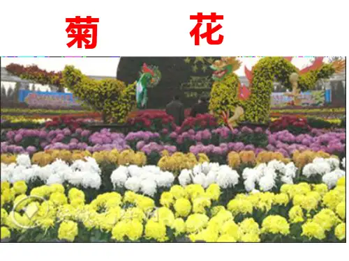 菊花课件