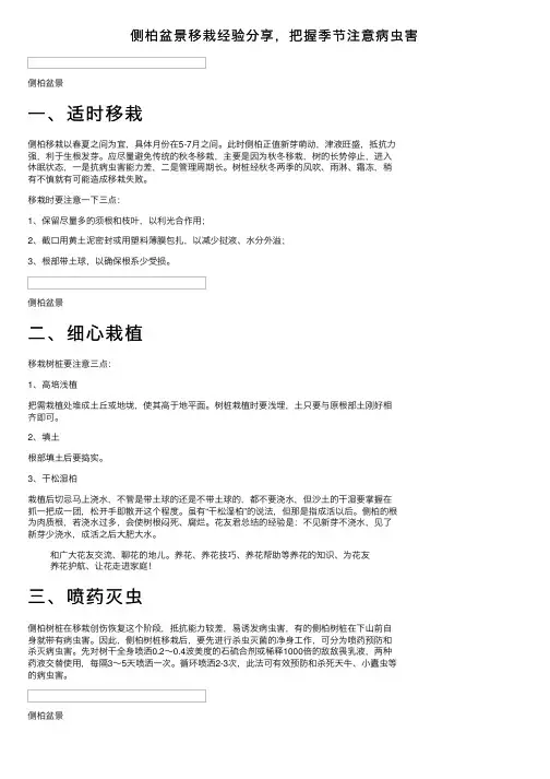 侧柏盆景移栽经验分享，把握季节注意病虫害